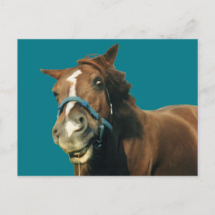 Smiling Horse Vykort