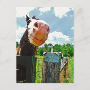 Smiling Horse Vykort