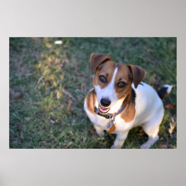 Smiling Jack Russell Terrier Poster (Framsidan)