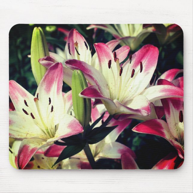 Smiling Lily Flowers Musmatta (Framsidan)
