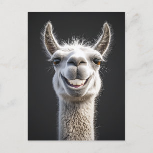 Smiling Llama Close Up Vykort