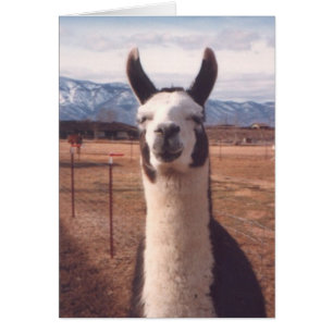 ’Smiling Llama’ OBS Kort