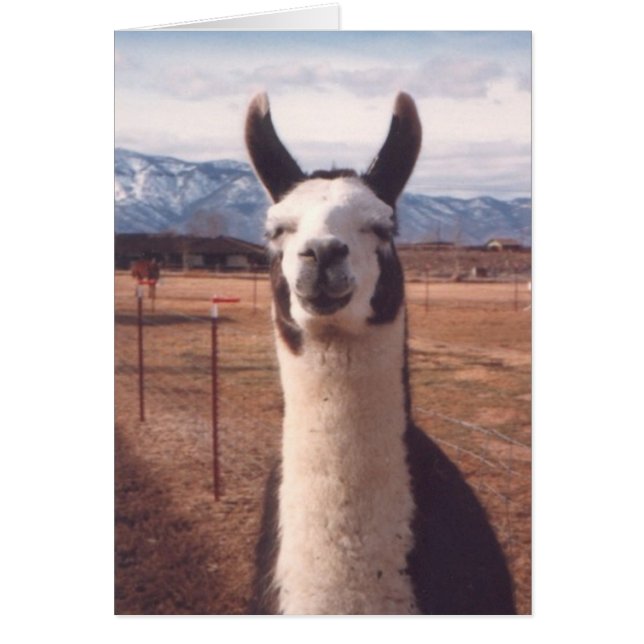 ’Smiling Llama’ OBS Kort (Framsidan)