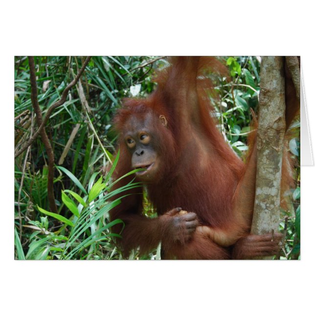 Smiling Orangutan Hälsningskort (Framsidan Horizontal)