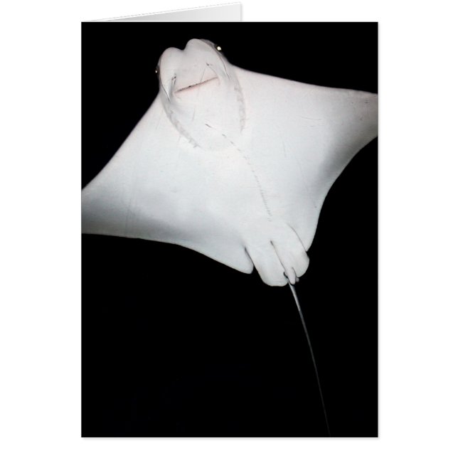 Smiling Ray Hälsningskort (Framsidan)