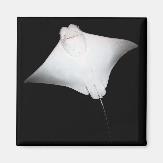 Smiling Ray Magnet (Framsidan)