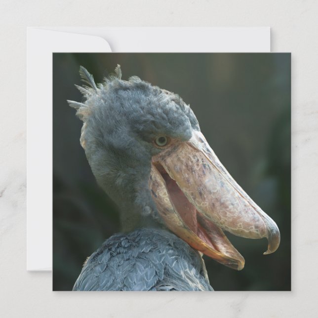 Smiling Shoebill (Framsida)