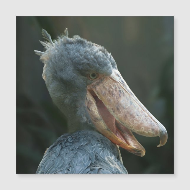 Smiling Shoebill (Framsida)