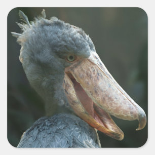 Smiling Shoebill Fyrkantigt Klistermärke