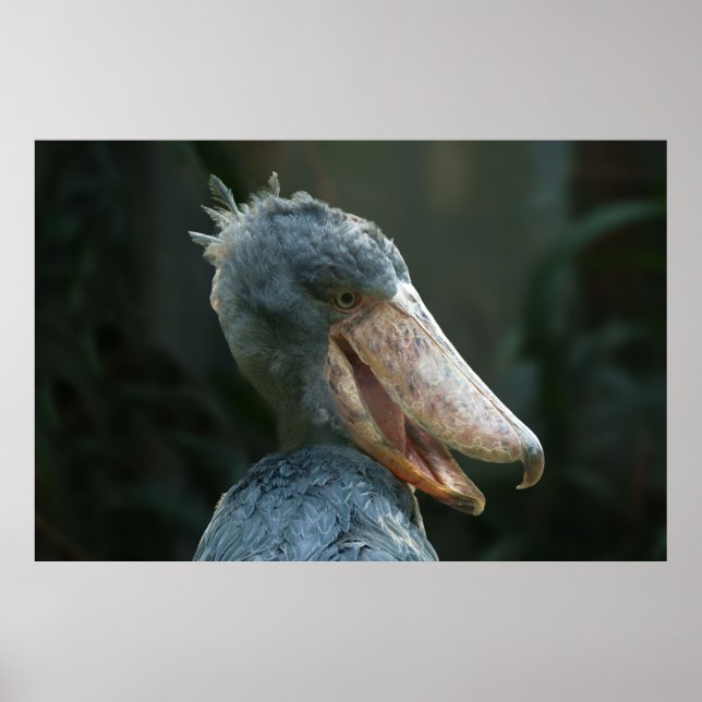 Smiling Shoebill Poster (Framsidan)