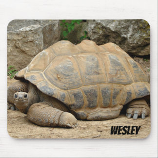 Smiling Tortoise Musmatta