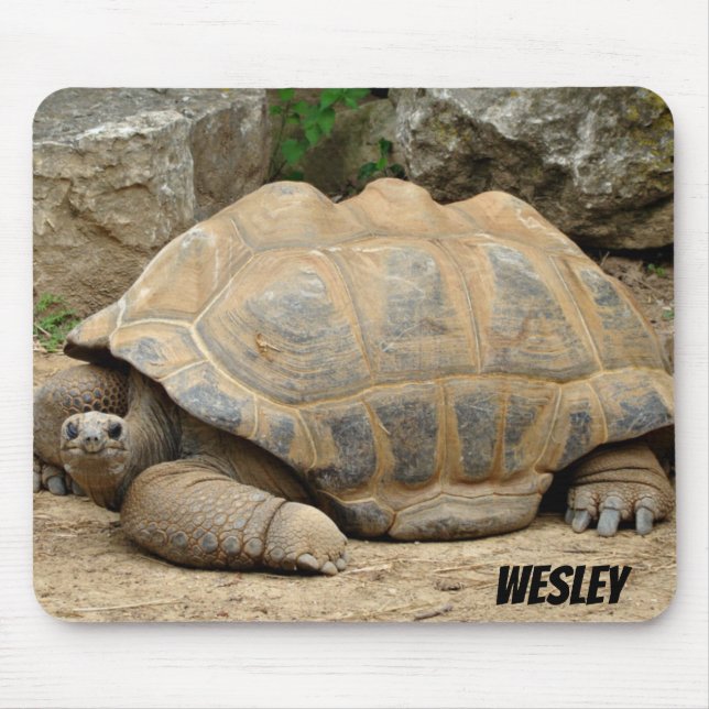 Smiling Tortoise  Musmatta (Framsidan)