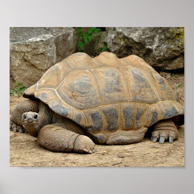 Smiling Tortoise Poster (Framsidan)