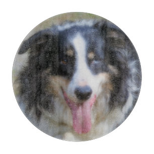 Smiling Tri Färgad Gräns Collie Hund