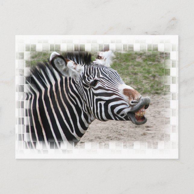 Smiling Zebra Postcard Vykort (Framsida)