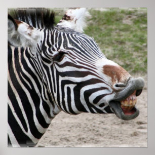 Smiling Zebra Poster