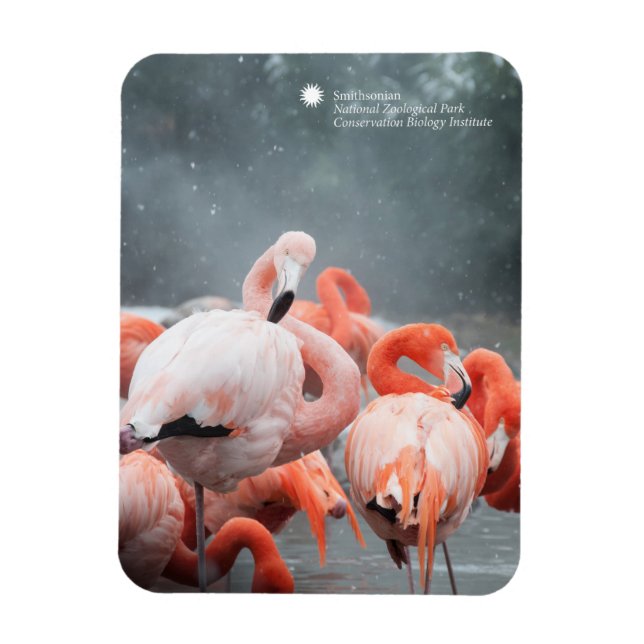 Smithsonian | Flamingos i Snö Magnet (Vertikal)