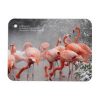 Smithsonian | Flamingos i Snö