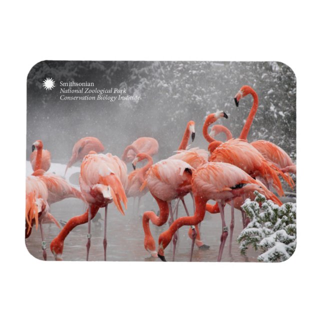 Smithsonian | Flamingos i Snö Magnet (Horisontell)
