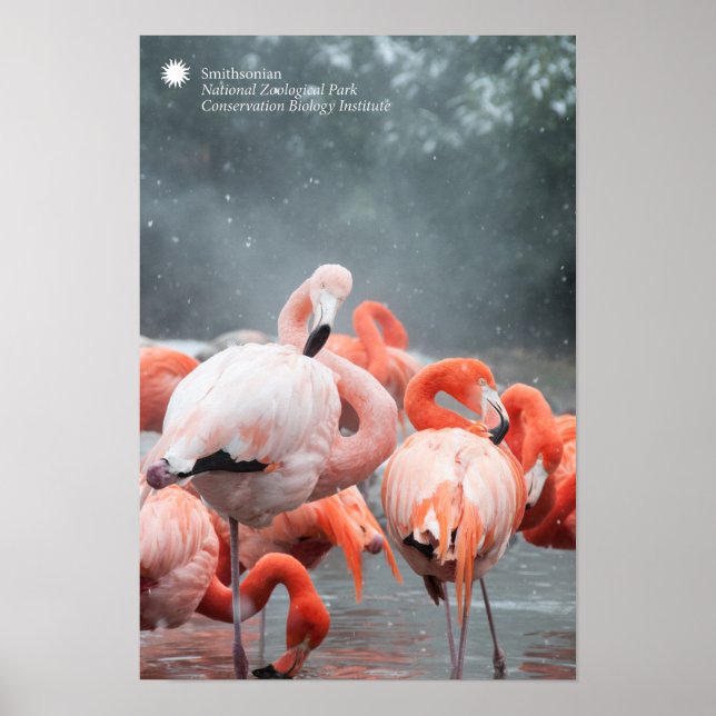 Smithsonian | Flamingos i Snö Poster (Framsidan)