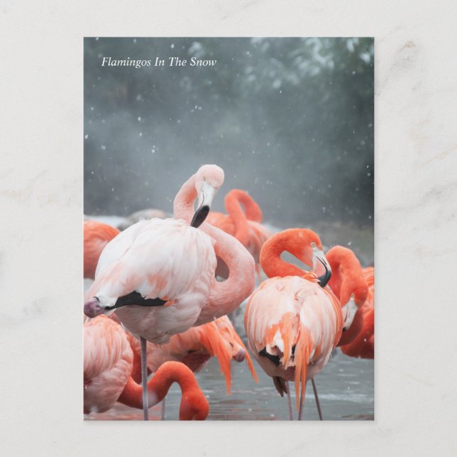 Smithsonian | Flamingos i Snö Vykort (Framsida)