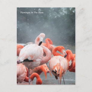 Smithsonian   Flamingos i Snö Vykort