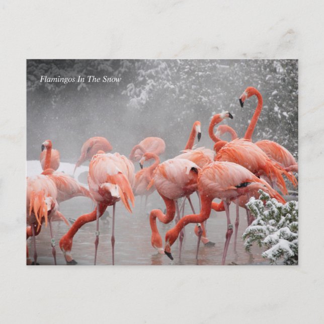 Smithsonian | Flamingos i Snö Vykort (Framsida)