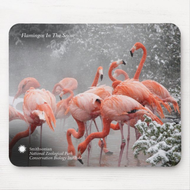 Smithsonian | Flamingos i snön Musmatta (Framsidan)