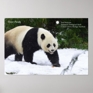 Smithsonian Giant Pandas i Snö Poster