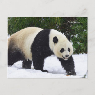 Smithsonian   Giant Pandas i Snö Vykort