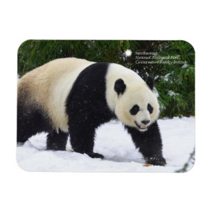 Smithsonian   jättePandas i snön Magnet