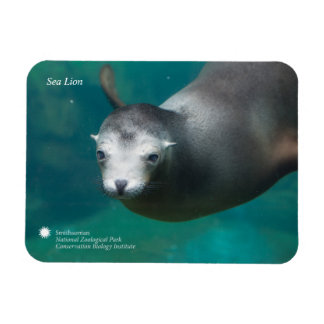 Smithsonian | Lejona havet Magnet