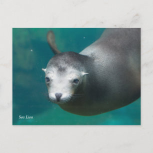 Smithsonian Lejona havet Vykort