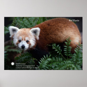Smithsonian   röd Panda Poster