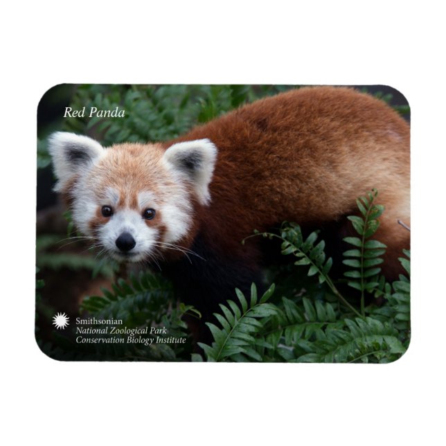 Smithsonian | Röda panda Magnet (Horisontell)
