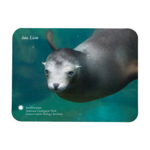 Smithsonian   sjölejon magnet