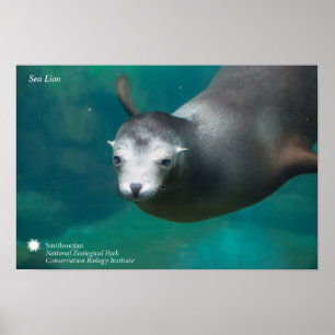 Smithsonian   sjölejon poster