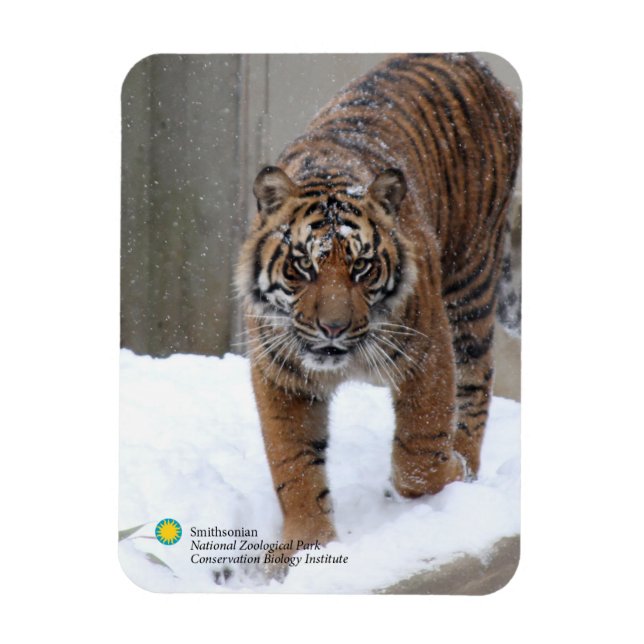 Smithsonian | Sumatran Tiger Damai Magnet (Vertikal)