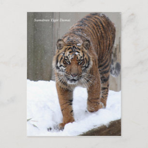 Smithsonian Sumatran Tiger Damai Vykort