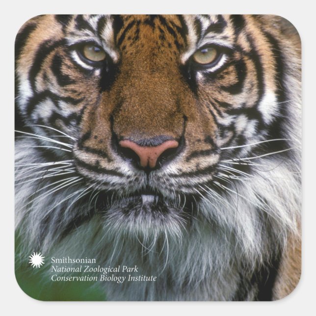 Smithsonian | Sumatran Tiger Soyono Fyrkantigt Klistermärke (Framsida)