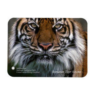 Smithsonian   Sumatran tiger Soyono Magnet