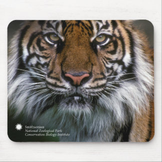 Smithsonian | Sumatran tiger Soyono Musmatta
