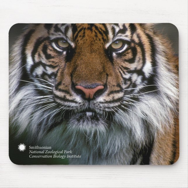 Smithsonian | Sumatran tiger Soyono Musmatta (Framsidan)