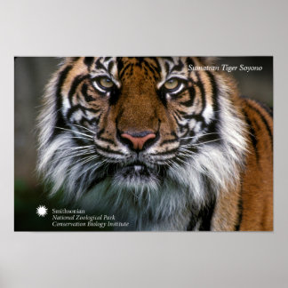 Smithsonian | Sumatran Tiger Soyono Poster