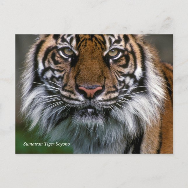 Smithsonian | Sumatran Tiger Soyono Vykort (Framsida)