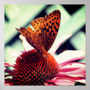 Smittfluga på Echinacea-konfektion nära Poster