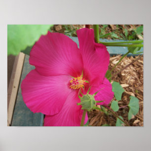 Smittys blomma en poster
