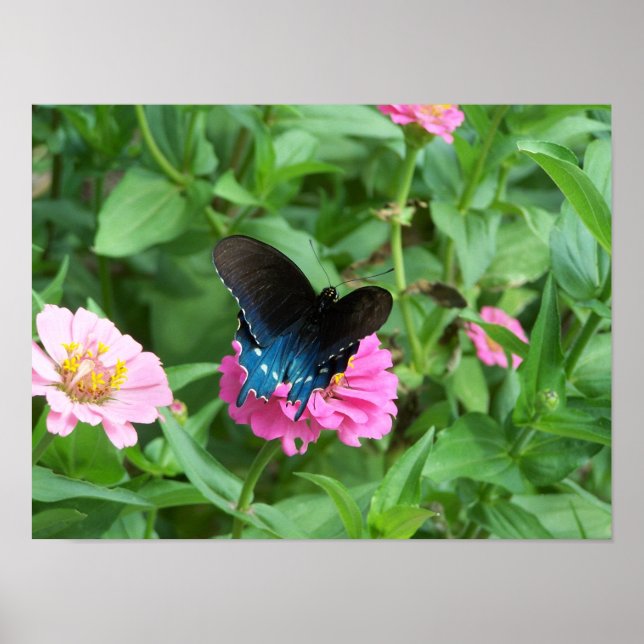 Smitty's Butterfly One Poster (Framsidan)