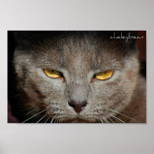 Smokey kattaffischen poster