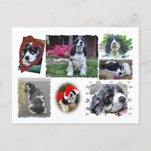 Smokey-the Spaniel Vykort